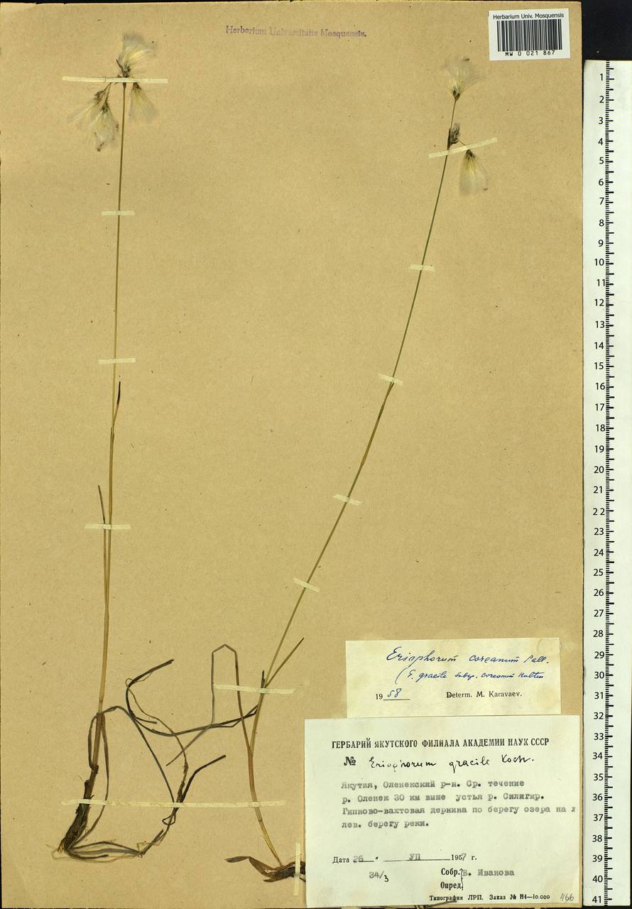 Eriophorum gracile Koch, Siberia, Yakutia (S5) (Russia)