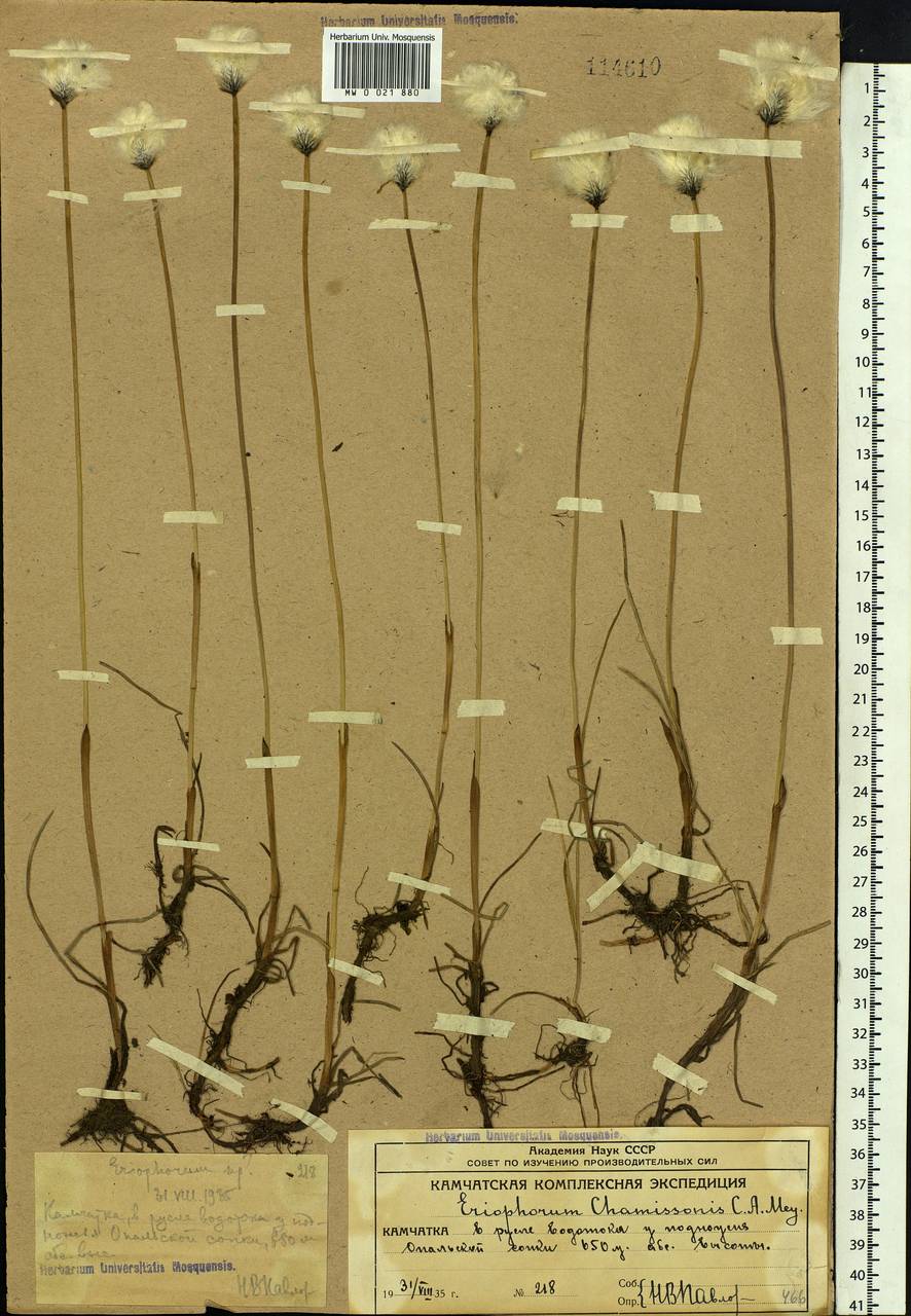 Eriophorum chamissonis C.A.Mey., Siberia, Chukotka & Kamchatka (S7) (Russia)