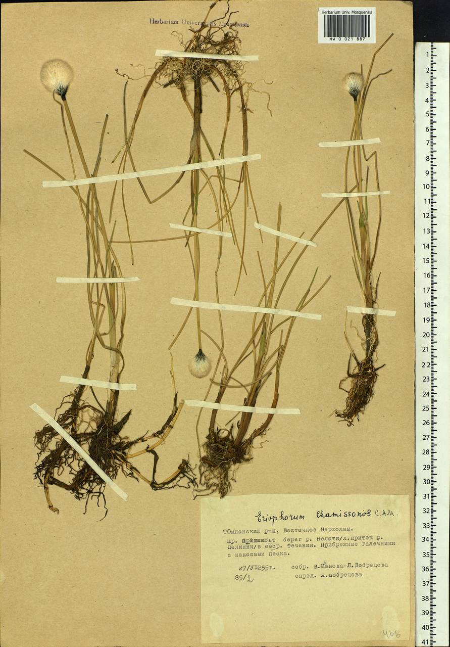 Eriophorum chamissonis C.A.Mey., Siberia, Yakutia (S5) (Russia)