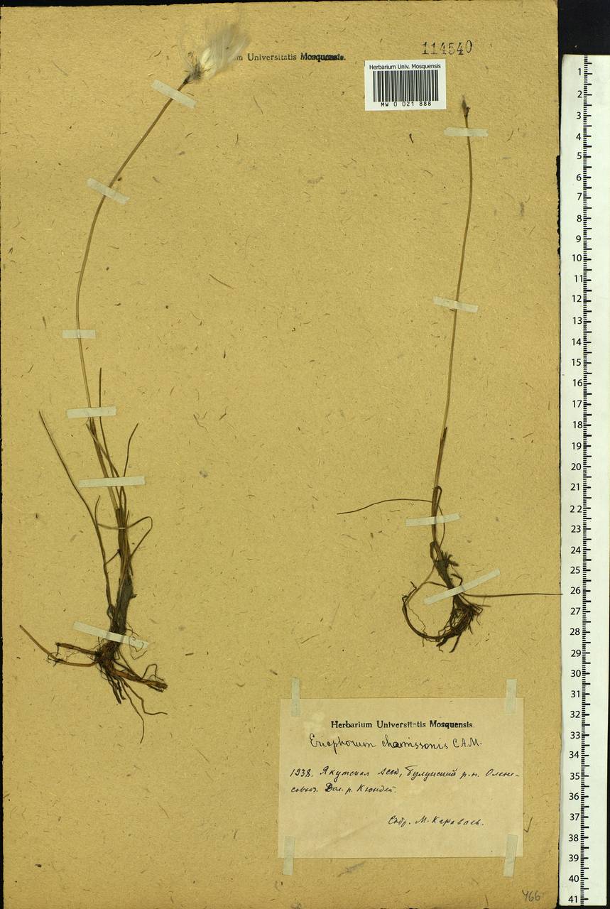 Eriophorum chamissonis C.A.Mey., Siberia, Yakutia (S5) (Russia)