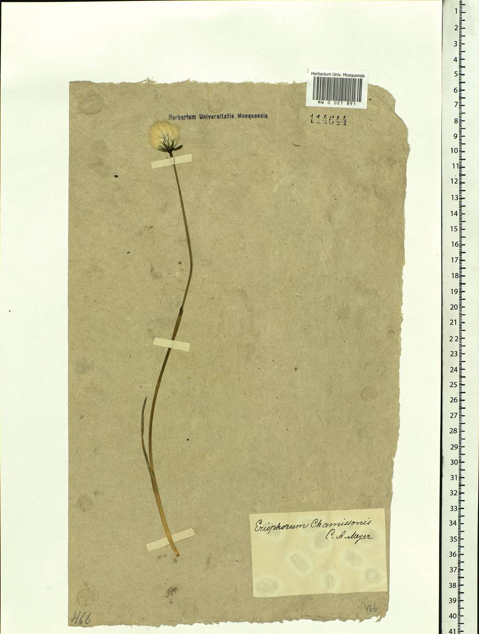 Eriophorum chamissonis C.A.Mey., Siberia (no precise locality) (S0) (Russia)