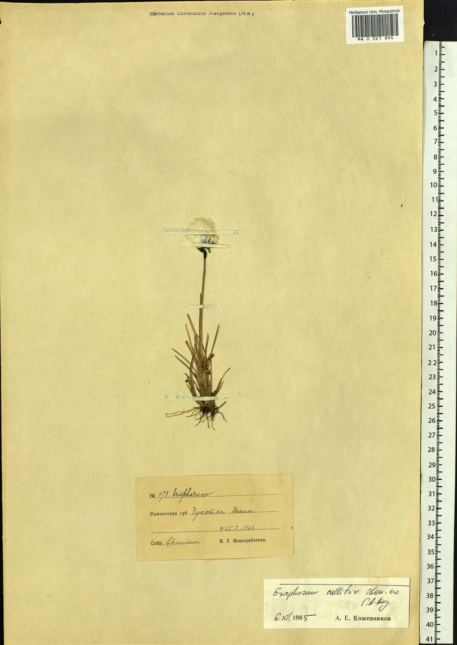 Eriophorum callitrix Cham. ex C.A.Mey., Siberia, Chukotka & Kamchatka (S7) (Russia)