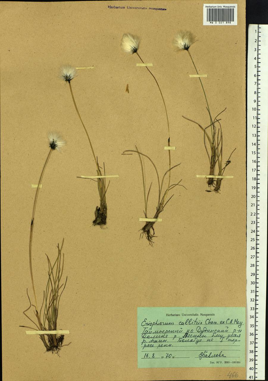 Eriophorum callitrix Cham. ex C.A.Mey., Siberia, Central Siberia (S3) (Russia)