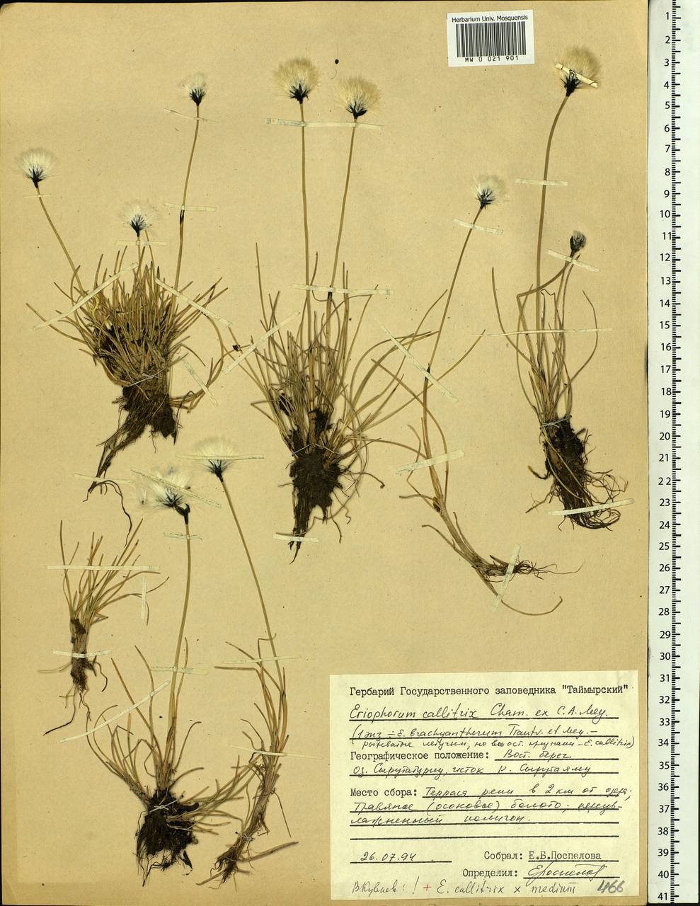 Eriophorum callitrix Cham. ex C.A.Mey., Siberia, Central Siberia (S3) (Russia)