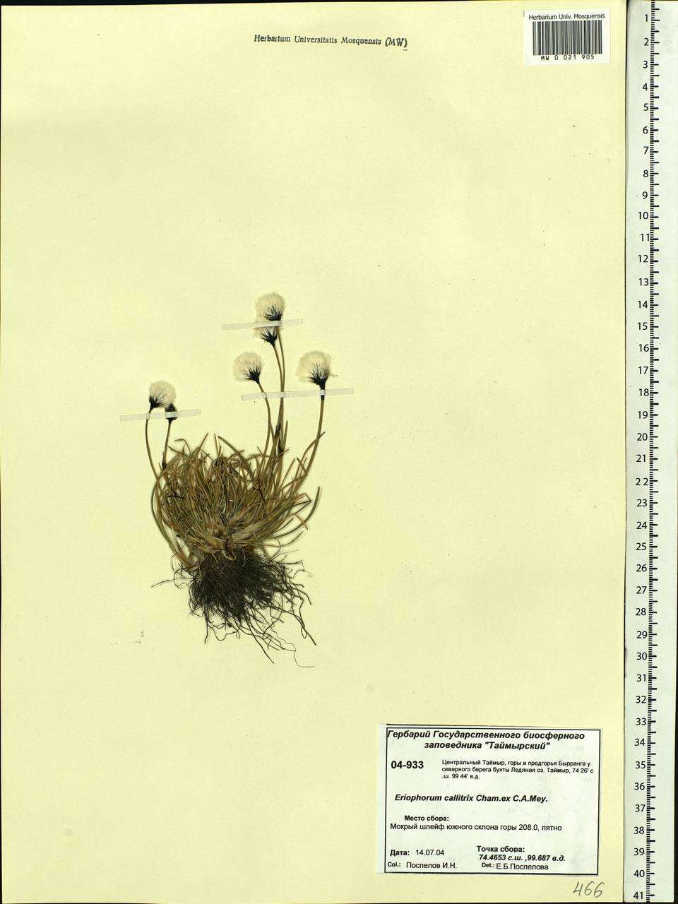 Eriophorum callitrix Cham. ex C.A.Mey., Siberia, Central Siberia (S3) (Russia)