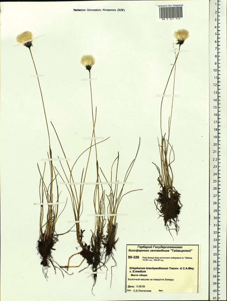 Eriophorum brachyantherum × medium, Siberia, Central Siberia (S3) (Russia)
