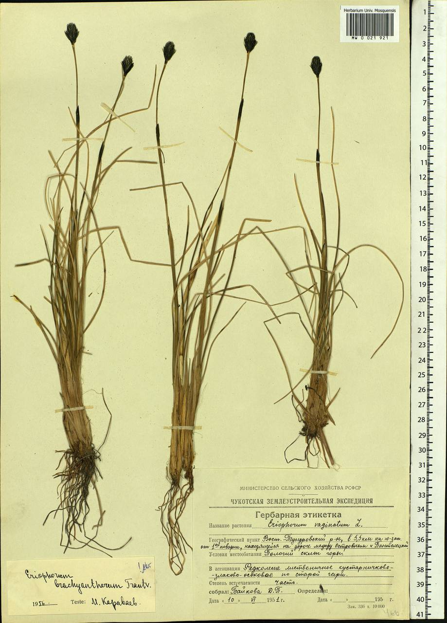 Eriophorum brachyantherum Trautv. & C.A.Mey., Siberia, Chukotka & Kamchatka (S7) (Russia)
