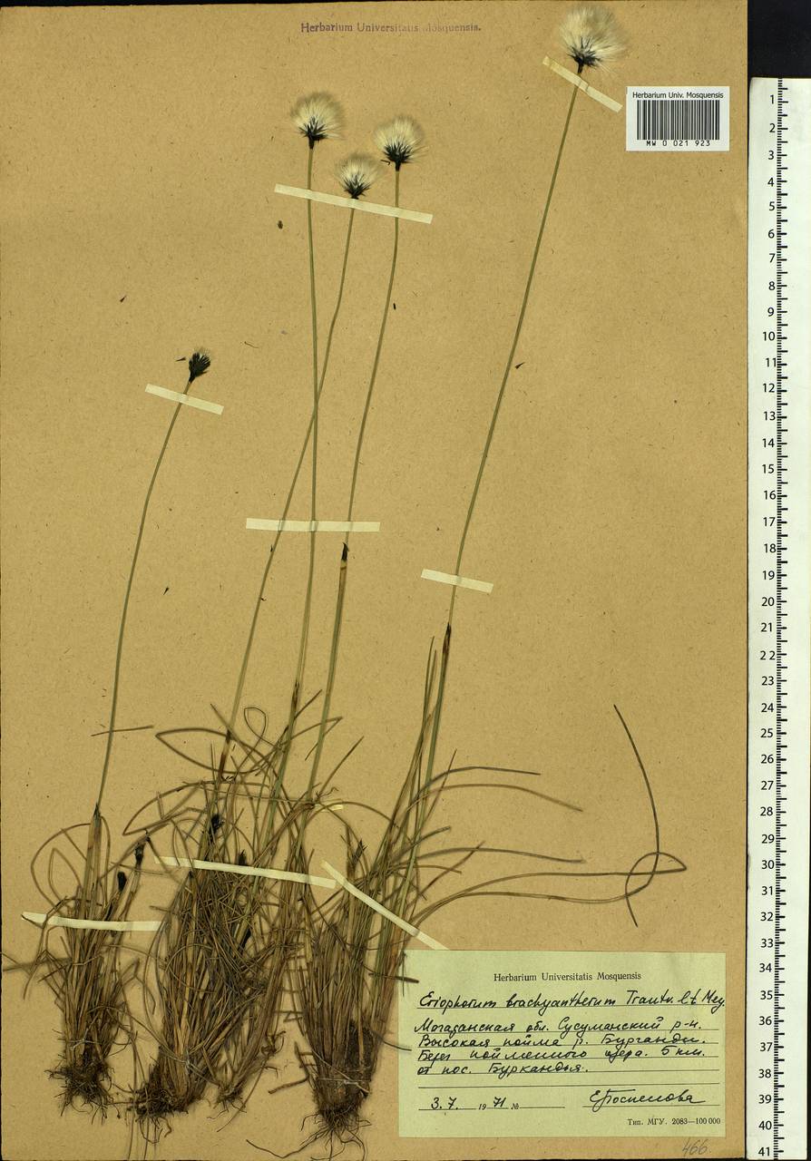 Eriophorum brachyantherum Trautv. & C.A.Mey., Siberia, Chukotka & Kamchatka (S7) (Russia)