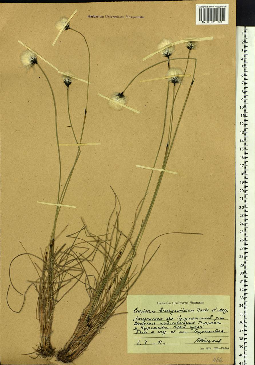 Eriophorum brachyantherum Trautv. & C.A.Mey., Siberia, Chukotka & Kamchatka (S7) (Russia)