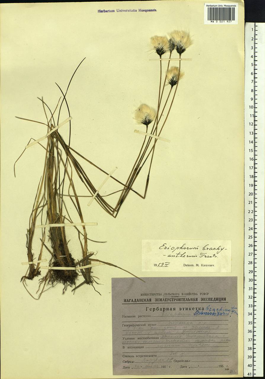 Eriophorum brachyantherum Trautv. & C.A.Mey., Siberia, Chukotka & Kamchatka (S7) (Russia)