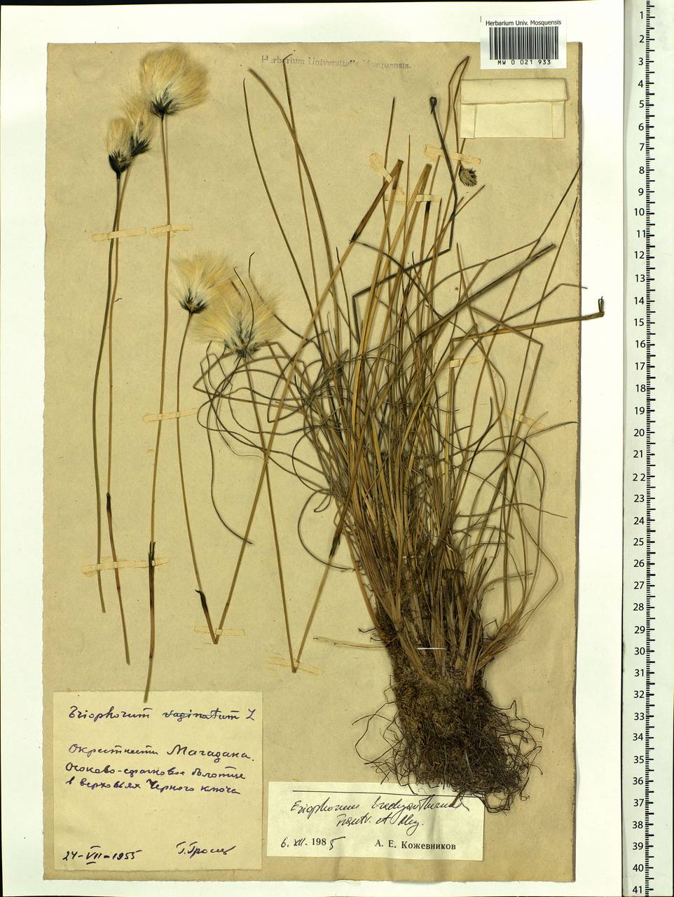 Eriophorum brachyantherum Trautv. & C.A.Mey., Siberia, Chukotka & Kamchatka (S7) (Russia)