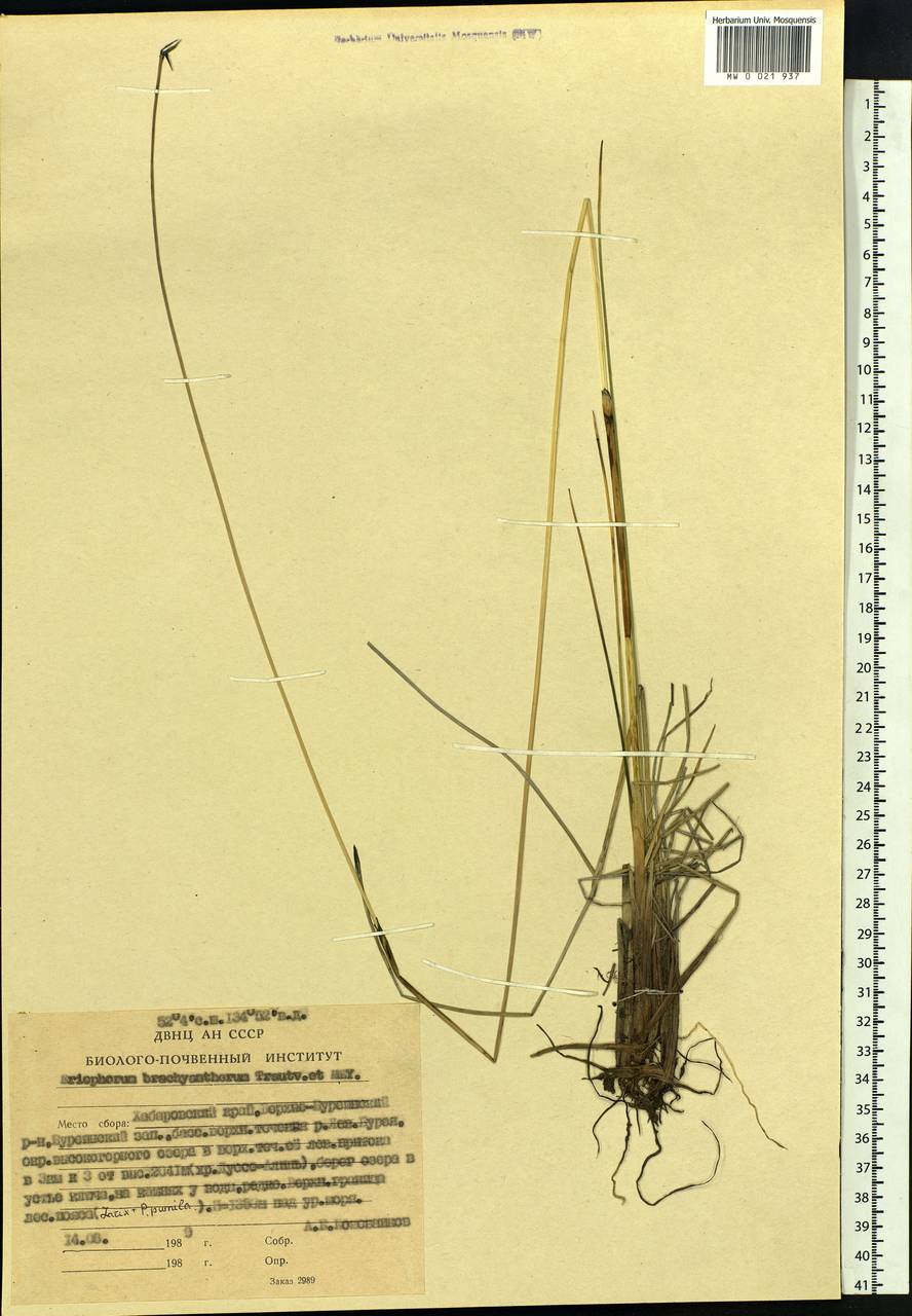 Eriophorum brachyantherum Trautv. & C.A.Mey., Siberia, Russian Far East (S6) (Russia)