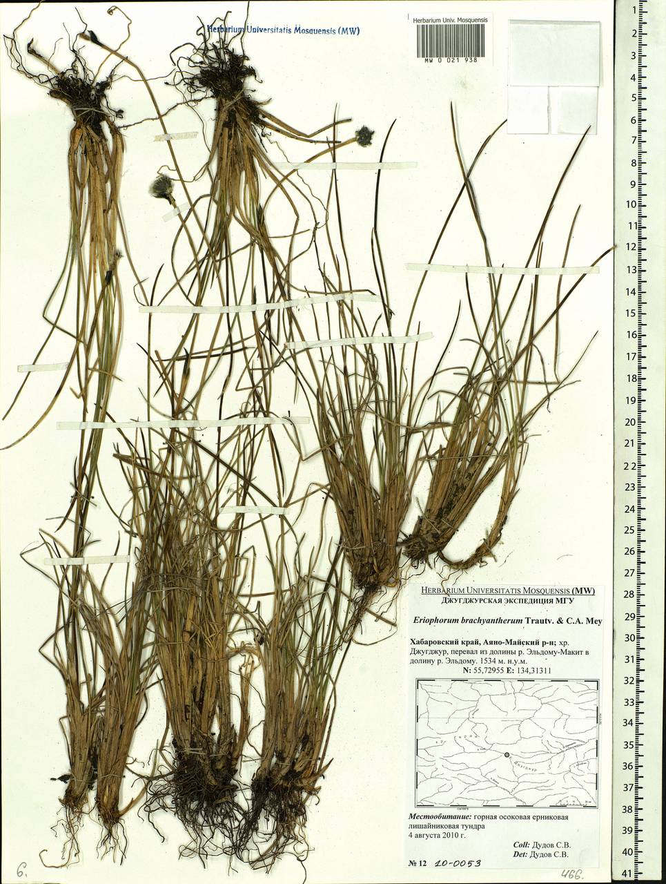 Eriophorum brachyantherum Trautv. & C.A.Mey., Siberia, Russian Far East (S6) (Russia)
