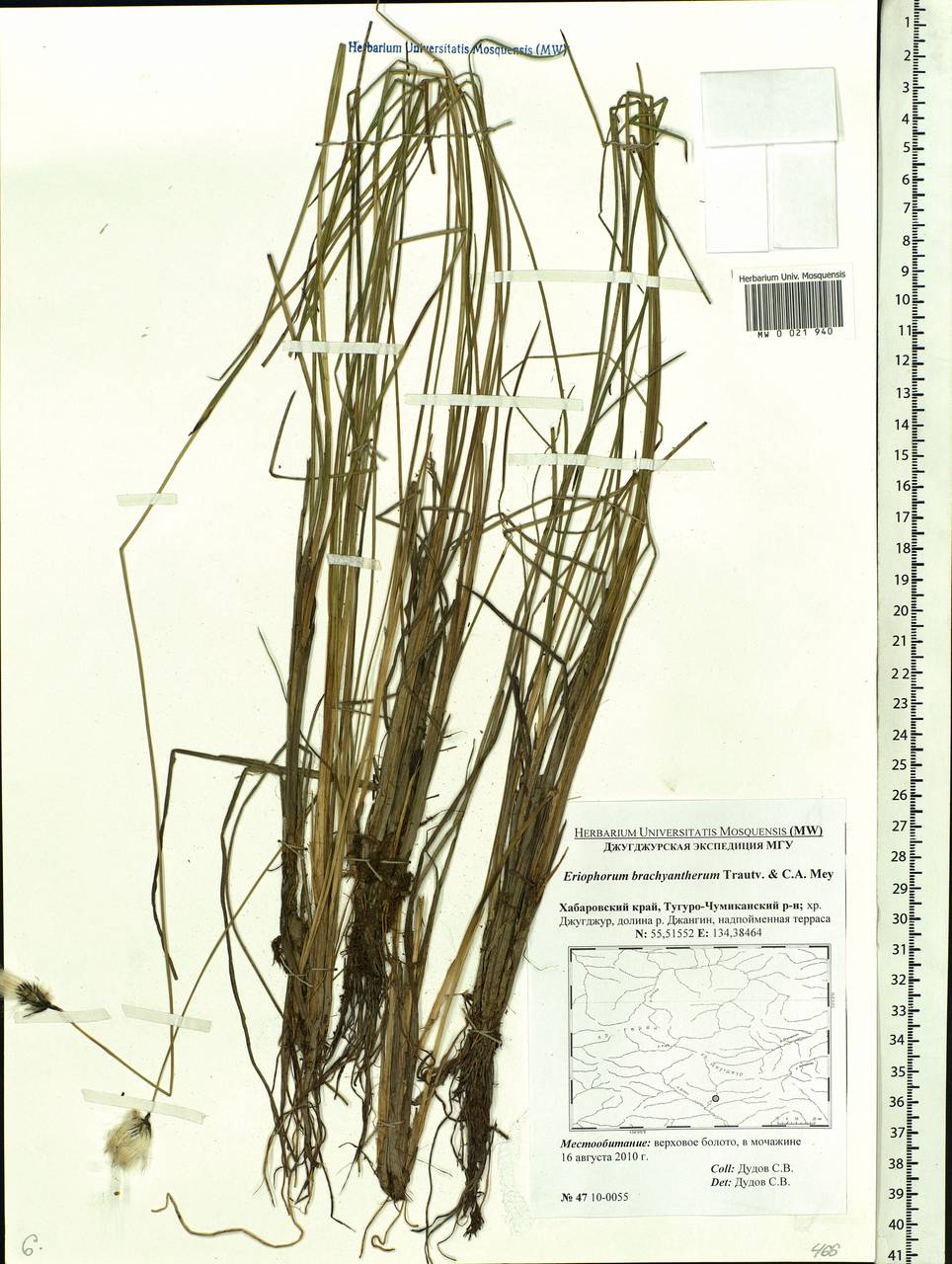 Eriophorum brachyantherum Trautv. & C.A.Mey., Siberia, Russian Far East (S6) (Russia)