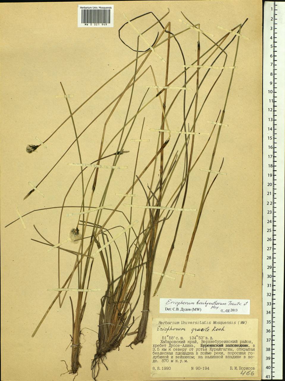 Eriophorum brachyantherum Trautv. & C.A.Mey., Siberia, Russian Far East (S6) (Russia)
