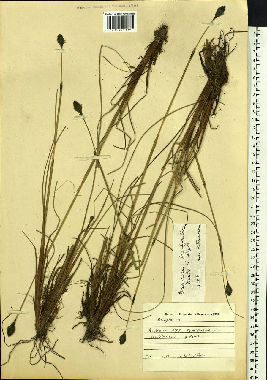 Eriophorum brachyantherum Trautv. & C.A.Mey., Siberia, Yakutia (S5) (Russia)