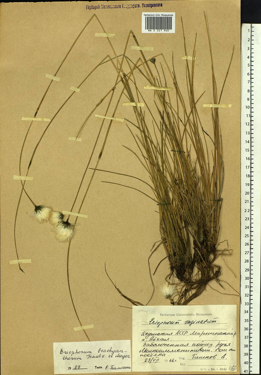 Eriophorum brachyantherum Trautv. & C.A.Mey., Siberia, Yakutia (S5) (Russia)