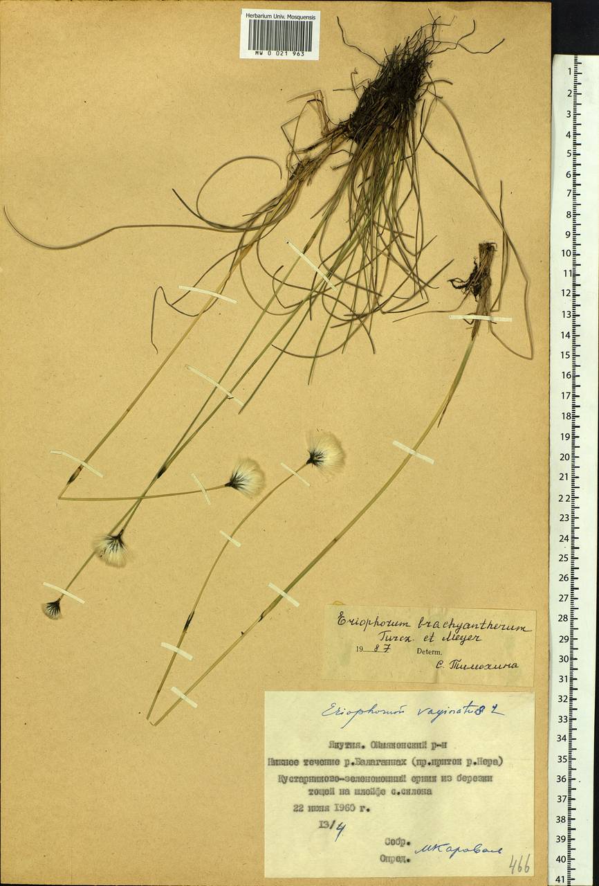 Eriophorum brachyantherum Trautv. & C.A.Mey., Siberia, Yakutia (S5) (Russia)