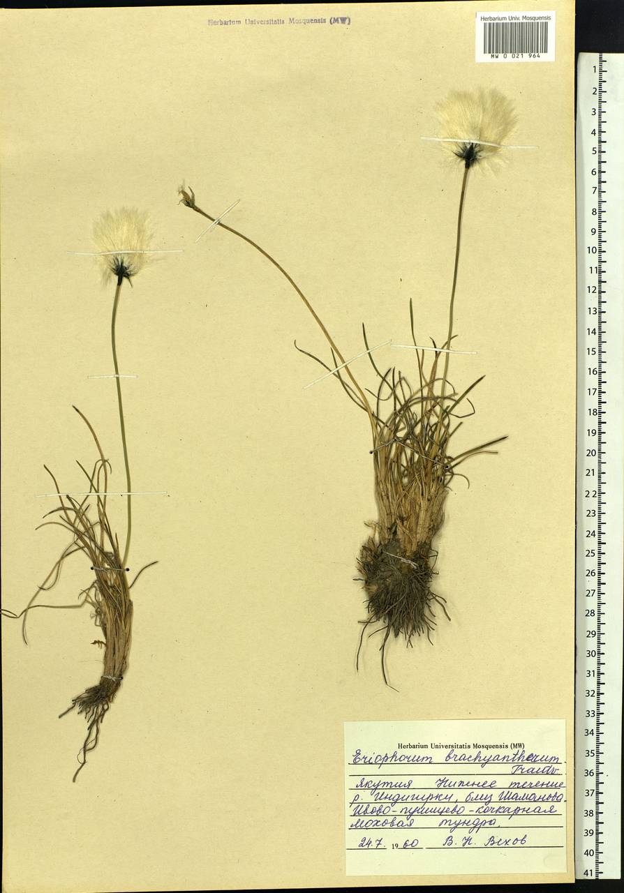 Eriophorum brachyantherum Trautv. & C.A.Mey., Siberia, Yakutia (S5) (Russia)