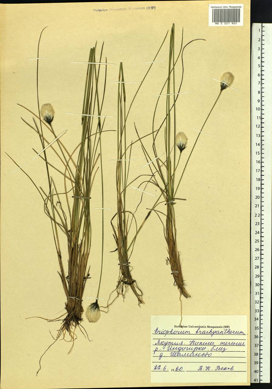 Eriophorum brachyantherum Trautv. & C.A.Mey., Siberia, Yakutia (S5) (Russia)
