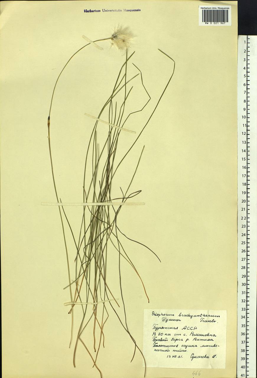 Eriophorum brachyantherum Trautv. & C.A.Mey., Siberia, Baikal & Transbaikal region (S4) (Russia)