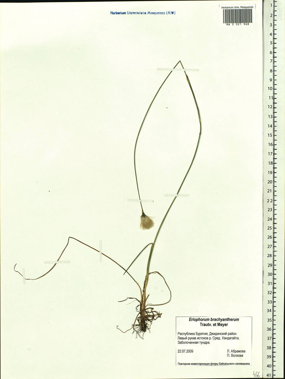 Eriophorum brachyantherum Trautv. & C.A.Mey., Siberia, Baikal & Transbaikal region (S4) (Russia)