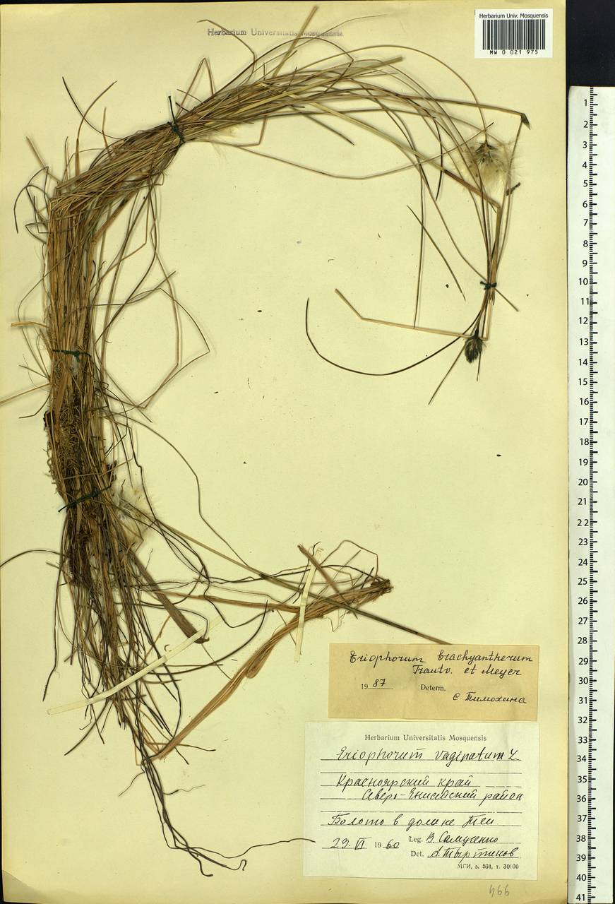 Eriophorum brachyantherum Trautv. & C.A.Mey., Siberia, Central Siberia (S3) (Russia)