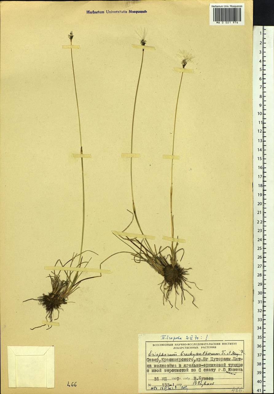 Eriophorum brachyantherum Trautv. & C.A.Mey., Siberia, Central Siberia (S3) (Russia)