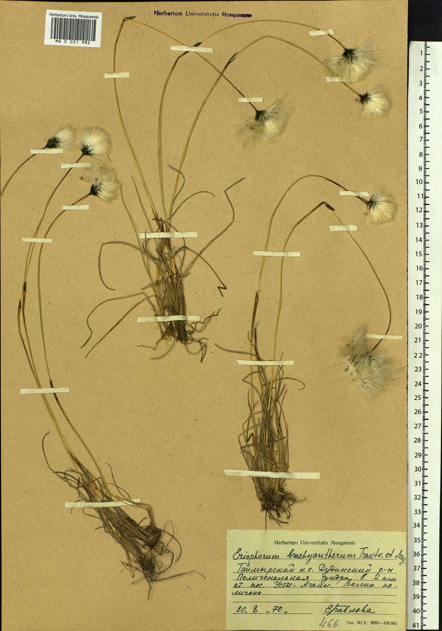Eriophorum brachyantherum Trautv. & C.A.Mey., Siberia, Central Siberia (S3) (Russia)