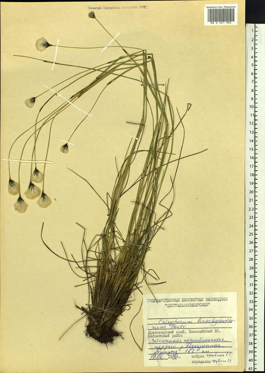 Eriophorum brachyantherum Trautv. & C.A.Mey., Siberia, Central Siberia (S3) (Russia)