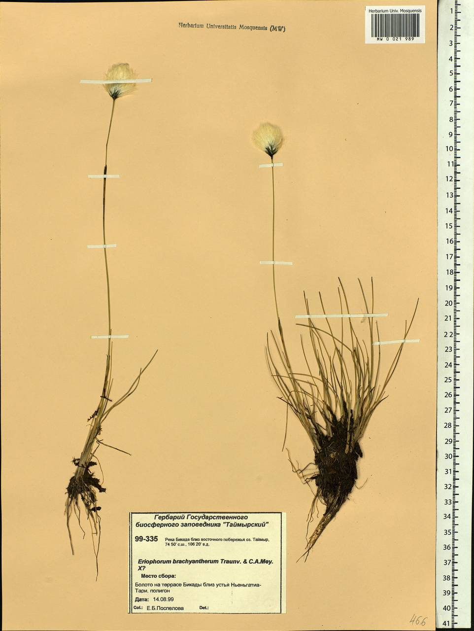 Eriophorum brachyantherum Trautv. & C.A.Mey., Siberia, Central Siberia (S3) (Russia)