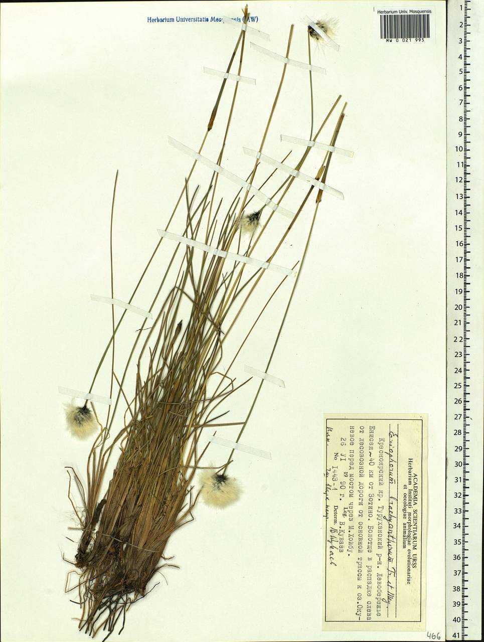 Eriophorum brachyantherum Trautv. & C.A.Mey., Siberia, Central Siberia (S3) (Russia)