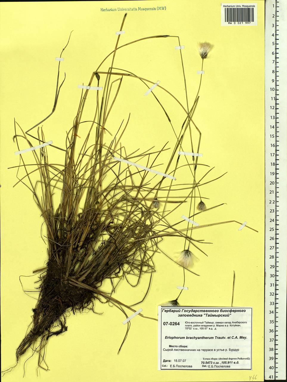Eriophorum brachyantherum Trautv. & C.A.Mey., Siberia, Central Siberia (S3) (Russia)