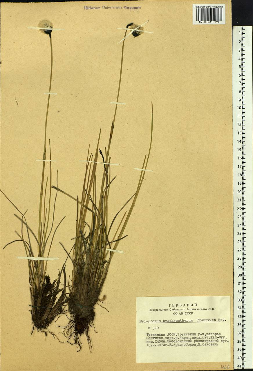 Eriophorum brachyantherum Trautv. & C.A.Mey., Siberia, Altai & Sayany Mountains (S2) (Russia)