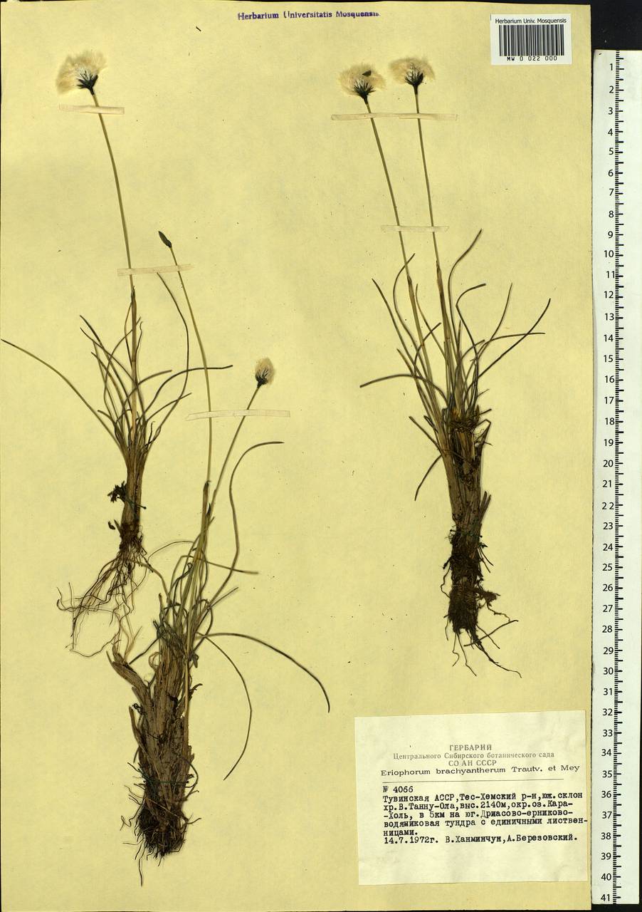 Eriophorum brachyantherum Trautv. & C.A.Mey., Siberia, Altai & Sayany Mountains (S2) (Russia)