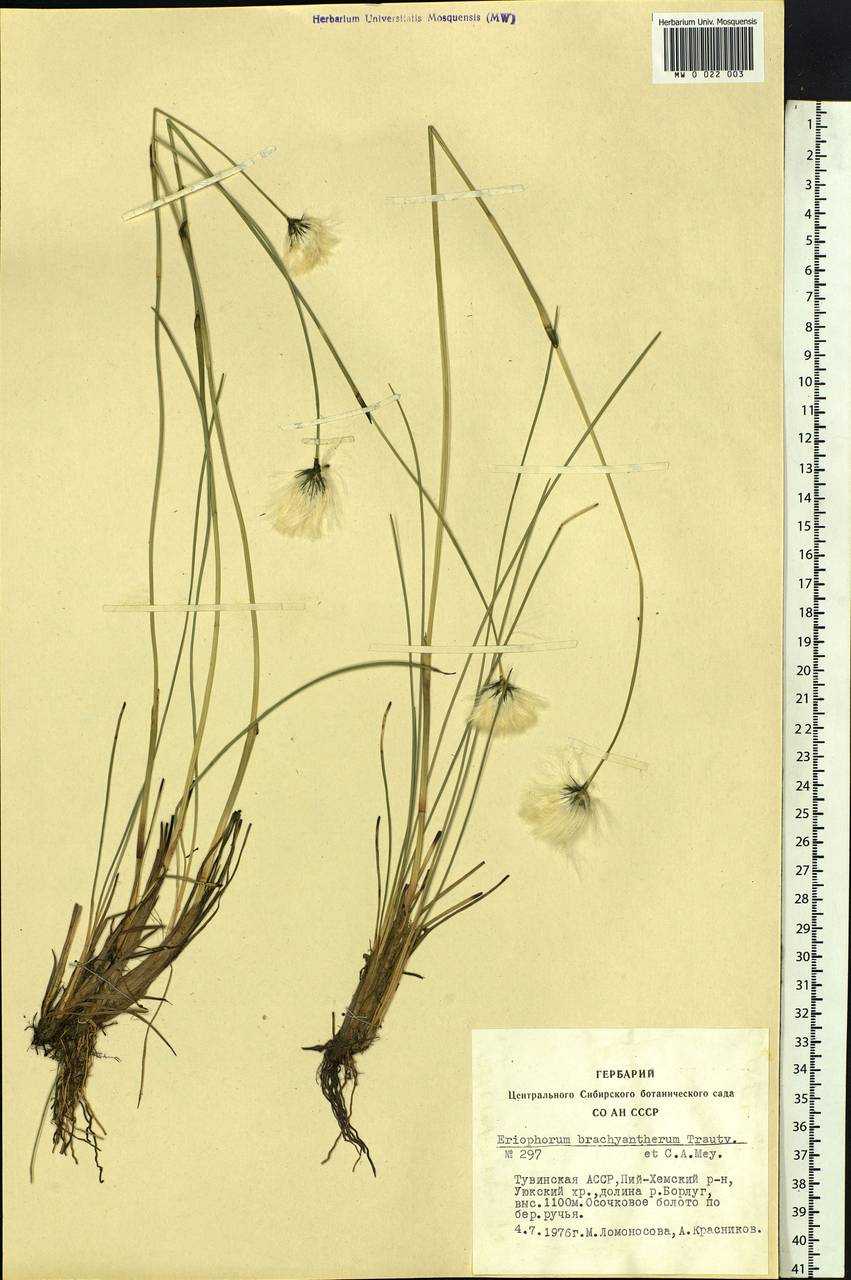 Eriophorum brachyantherum Trautv. & C.A.Mey., Siberia, Altai & Sayany Mountains (S2) (Russia)