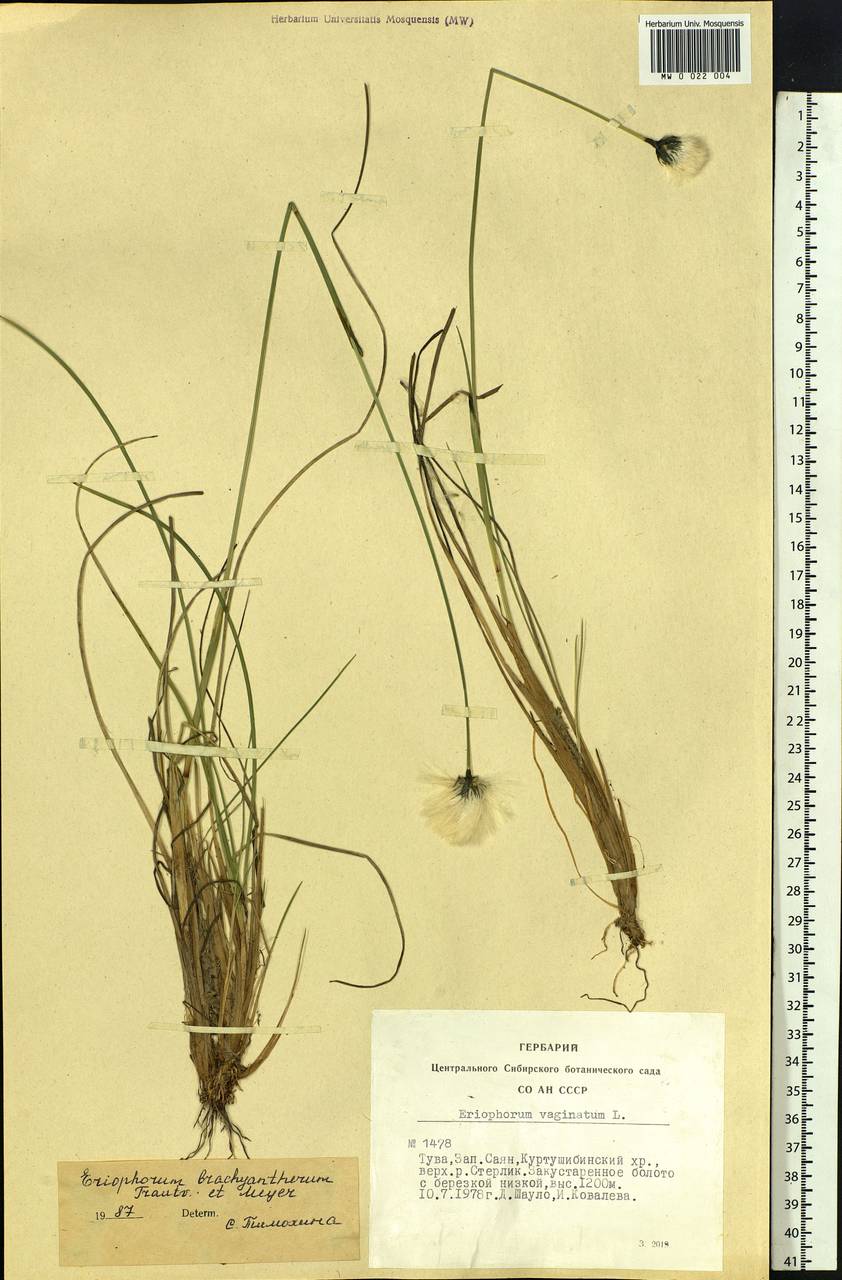 Eriophorum brachyantherum Trautv. & C.A.Mey., Siberia, Altai & Sayany Mountains (S2) (Russia)