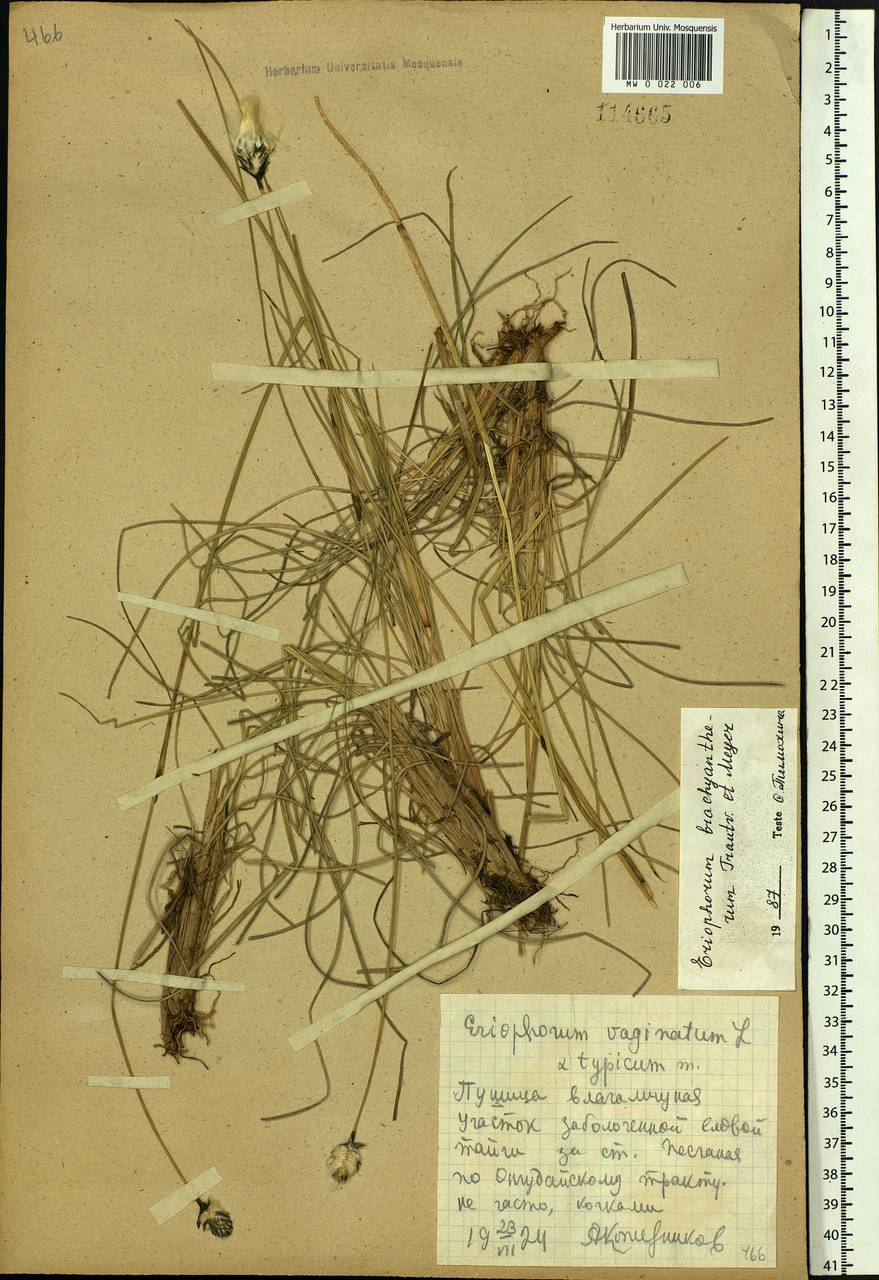 Eriophorum brachyantherum Trautv. & C.A.Mey., Siberia, Altai & Sayany Mountains (S2) (Russia)