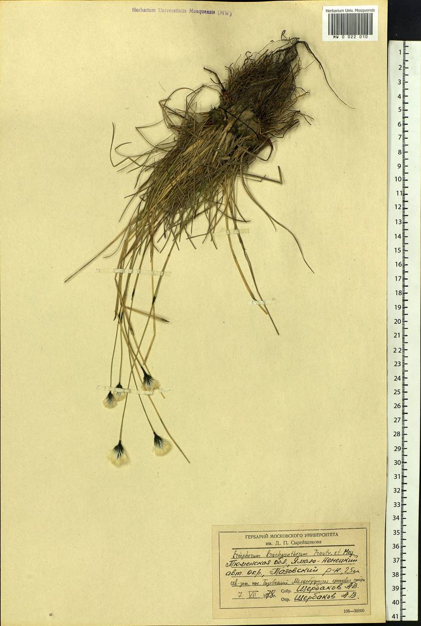 Eriophorum brachyantherum Trautv. & C.A.Mey., Siberia, Western Siberia (S1) (Russia)