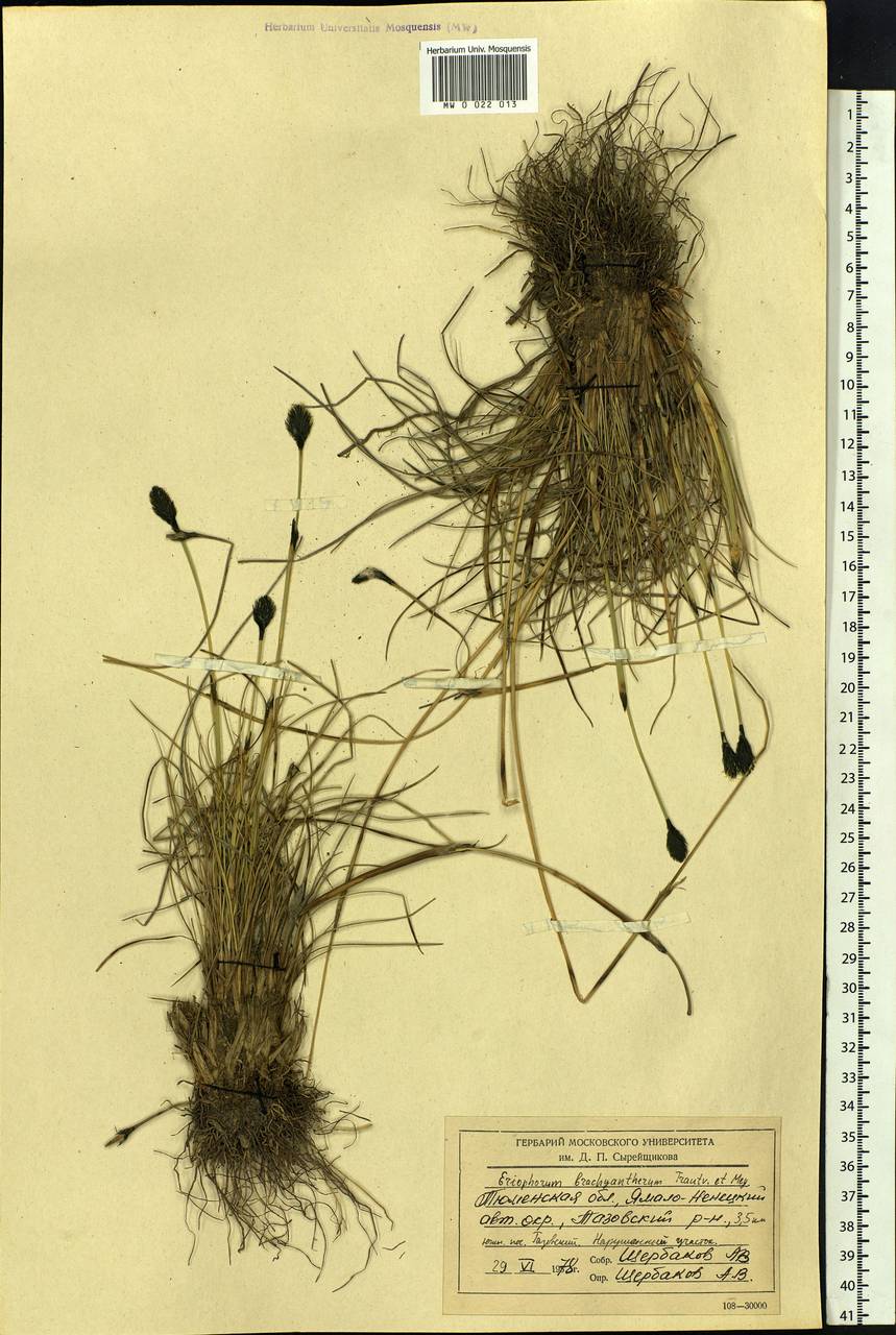 Eriophorum brachyantherum Trautv. & C.A.Mey., Siberia, Western Siberia (S1) (Russia)