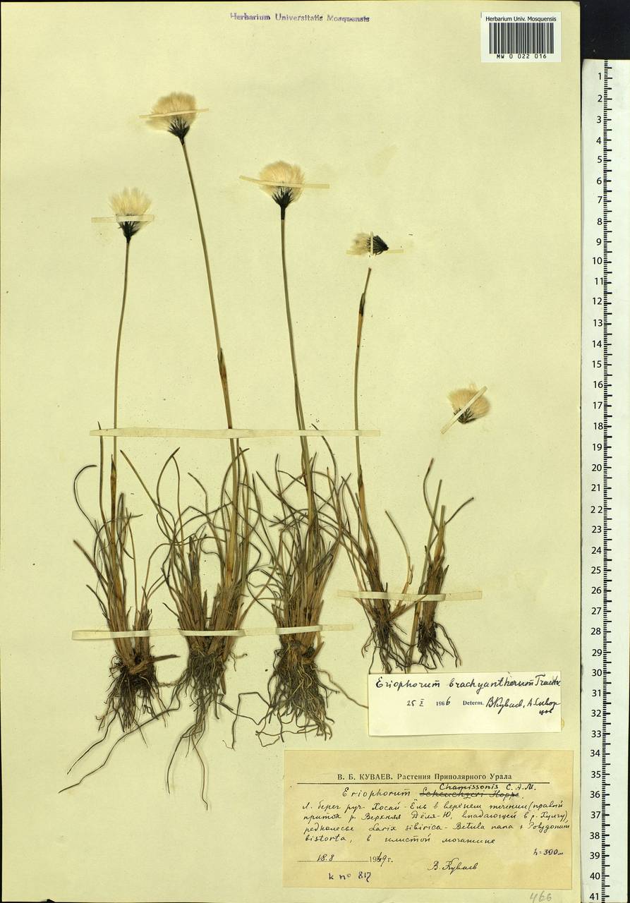 Eriophorum brachyantherum Trautv. & C.A.Mey., Siberia, Western Siberia (S1) (Russia)