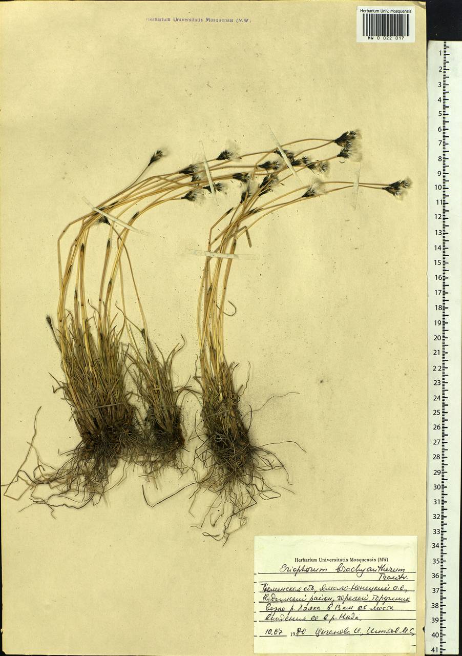 Eriophorum brachyantherum Trautv. & C.A.Mey., Siberia, Western Siberia (S1) (Russia)