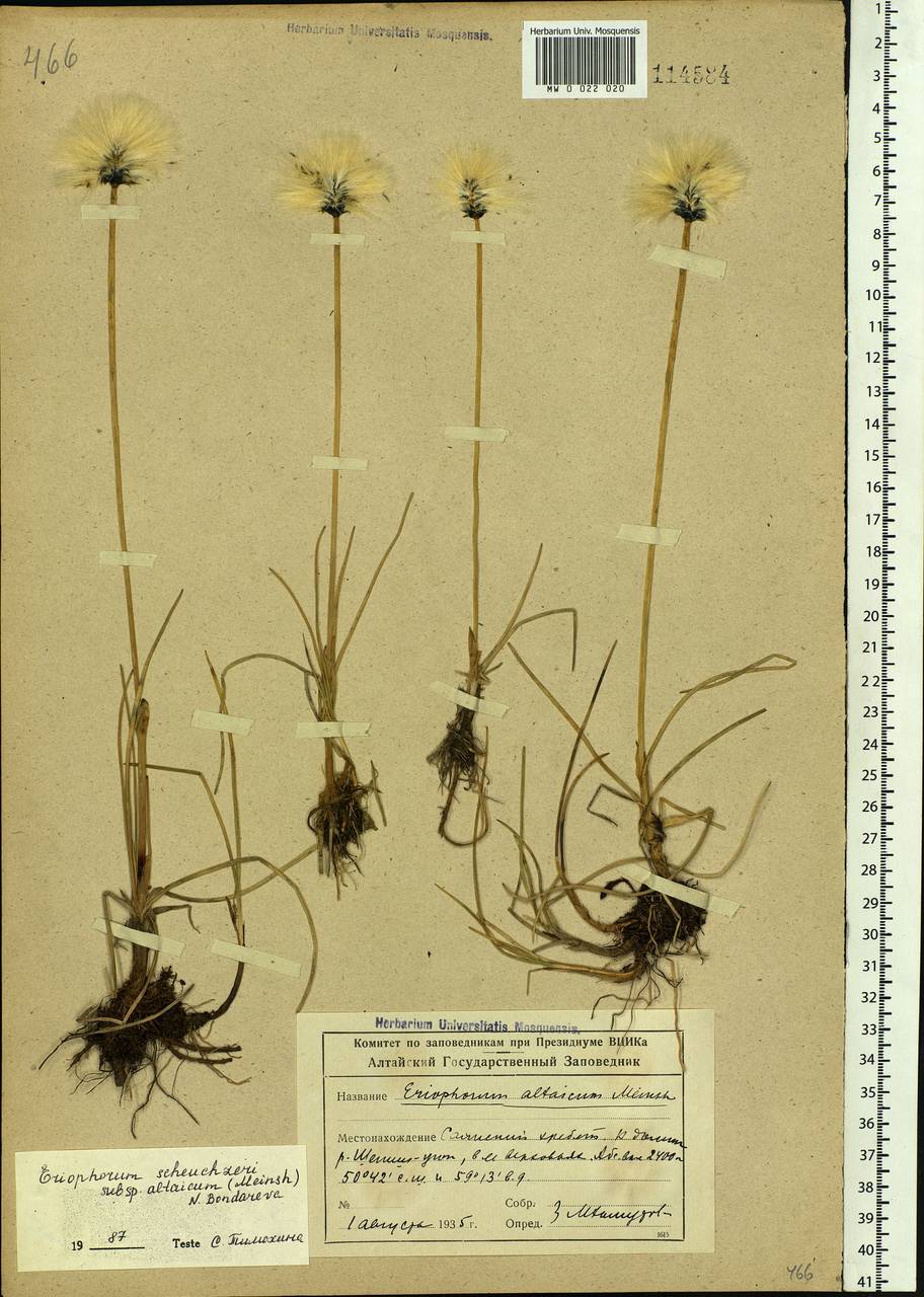 Eriophorum scheuchzeri Hoppe, Siberia, Altai & Sayany Mountains (S2) (Russia)