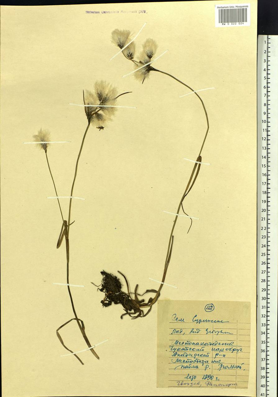 Eriophorum, Siberia, Chukotka & Kamchatka (S7) (Russia)