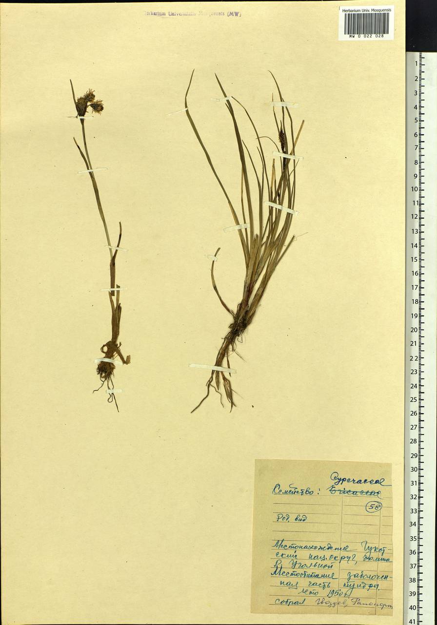 Eriophorum, Siberia, Chukotka & Kamchatka (S7) (Russia)