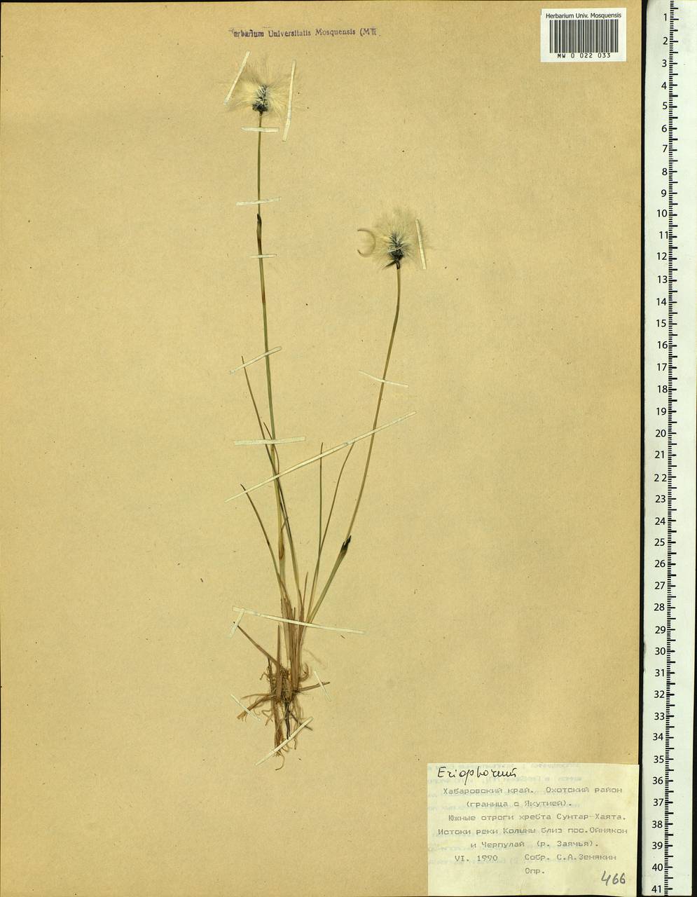 Eriophorum, Siberia, Russian Far East (S6) (Russia)