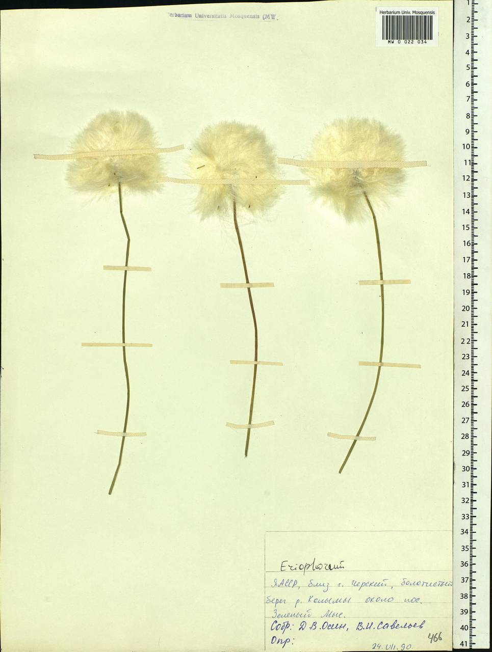 Eriophorum, Siberia, Yakutia (S5) (Russia)