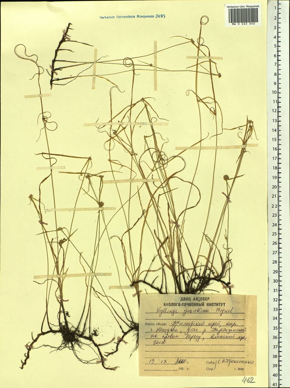 Cyperus brevifolioides Thieret & Delahouss., Siberia, Russian Far East (S6) (Russia)