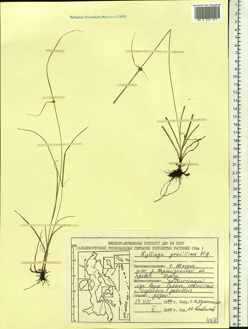 Cyperus brevifolioides Thieret & Delahouss., Siberia, Russian Far East (S6) (Russia)