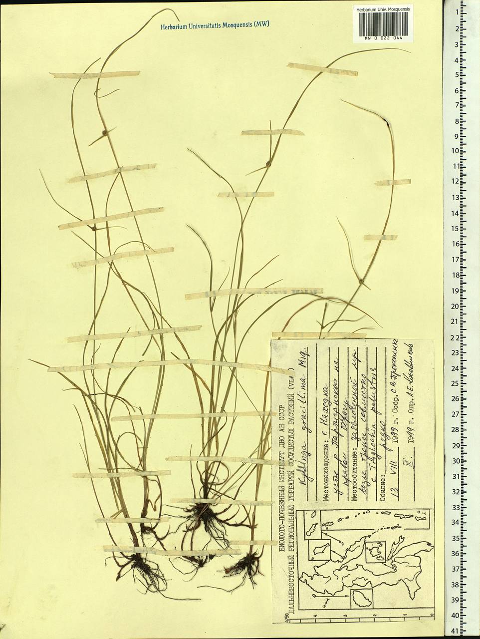 Cyperus brevifolioides Thieret & Delahouss., Siberia, Russian Far East (S6) (Russia)